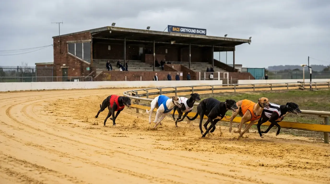 Daytime greyhound race at a BAGS meeting with dogs sprinting past an empty grandstand